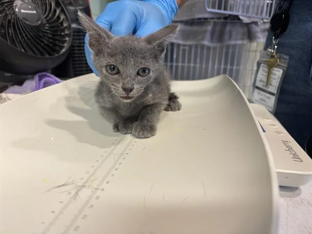 A baby small-sized male Domestic Short Hair cat named Elliot for adoption in Grand Prairie, TX