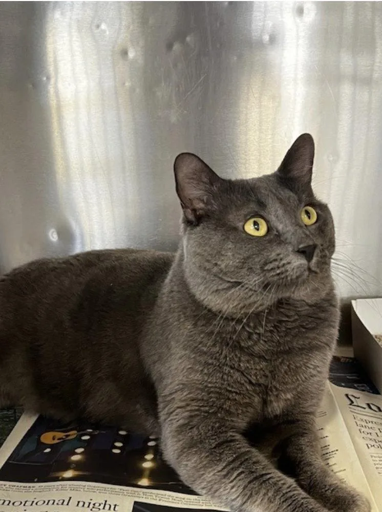An adult medium-sized male Gray / Blue / Silver Russian Blue cat named Milo for adoption in Beverly Hills, CA