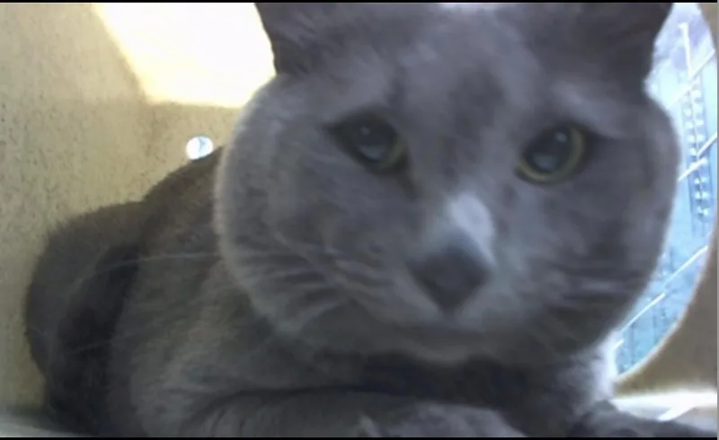 Milo thumbnail 2