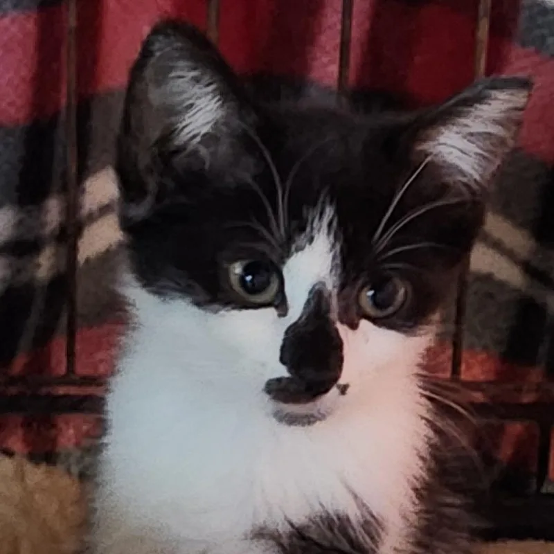 A baby small-sized female Black Domestic Short Hair cat named Ivy K for adoption in Corsicana, TX