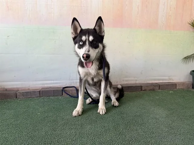 A young medium-sized female Siberian Husky dog named Luna for adoption in Baldwin Park, CA