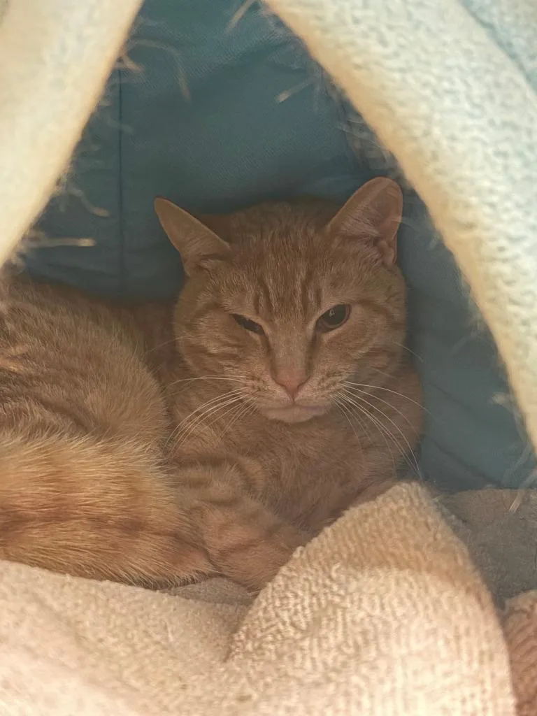 Milo Tangerine
