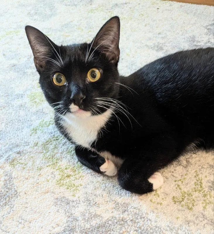 An adult medium-sized female Tuxedo cat named Parsley for adoption in Ocala, FL