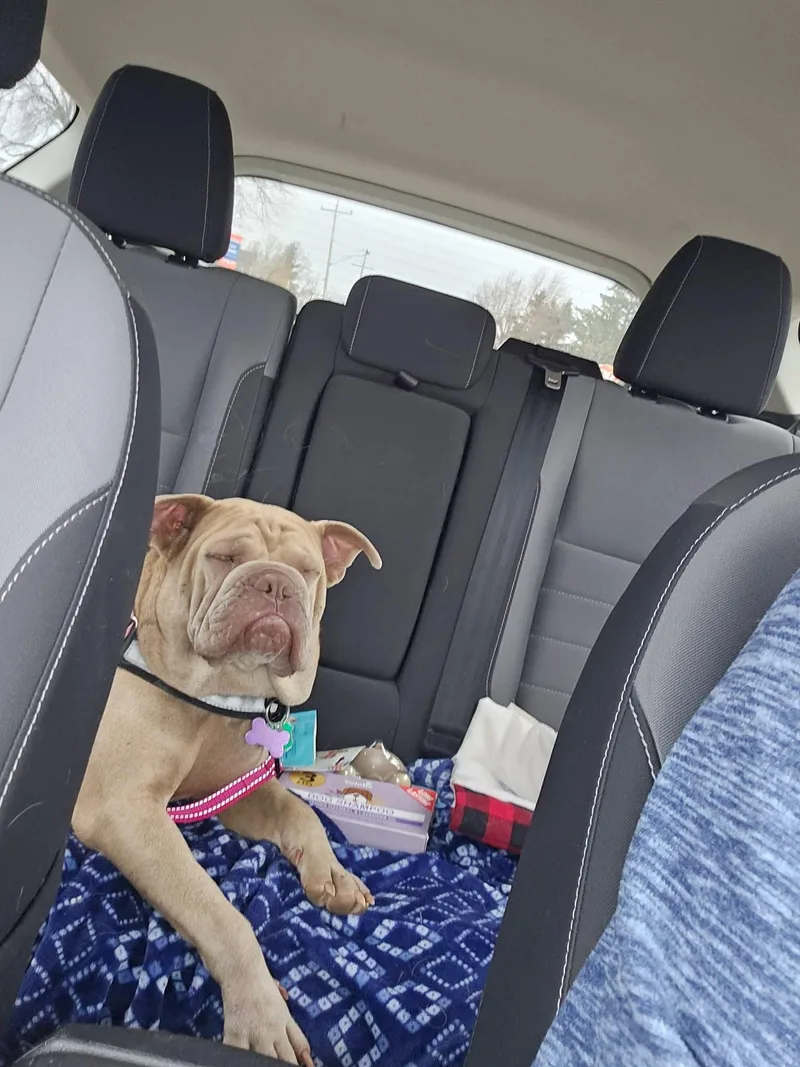 A young medium-sized female American Bulldog dog named Poppy for adoption in New London, WI