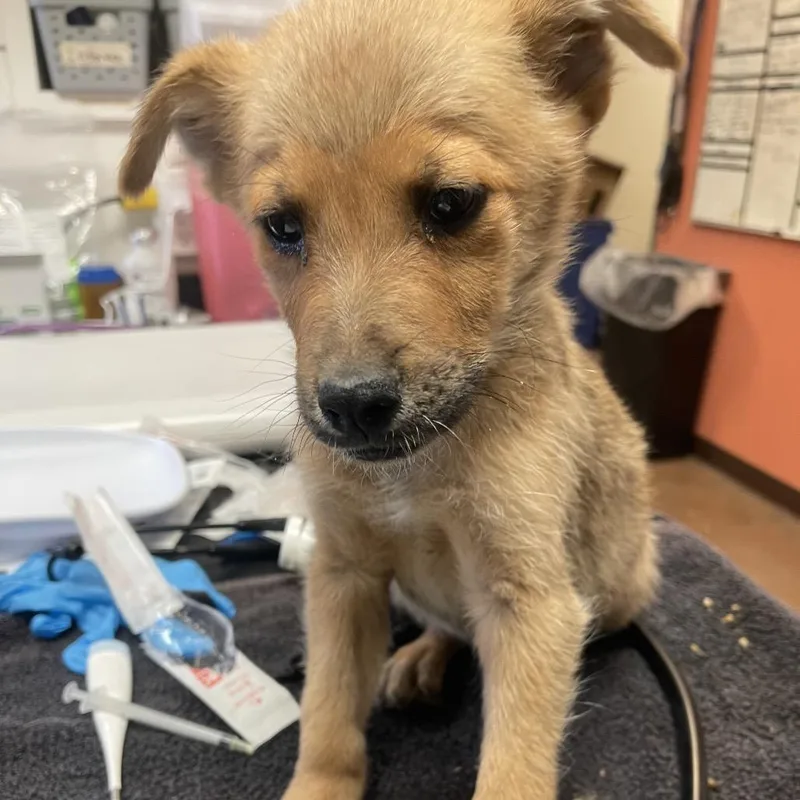 A baby small-sized male Yellow / Tan / Blond / Fawn Mixed Breed dog named Wrench for adoption in Flagstaff, AZ