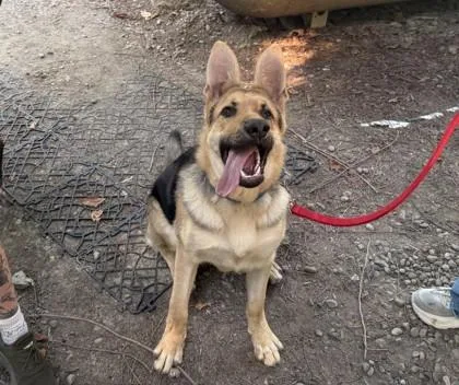 A young large-sized male German Shepherd Dog dog named Max for adoption in Sultan, WA