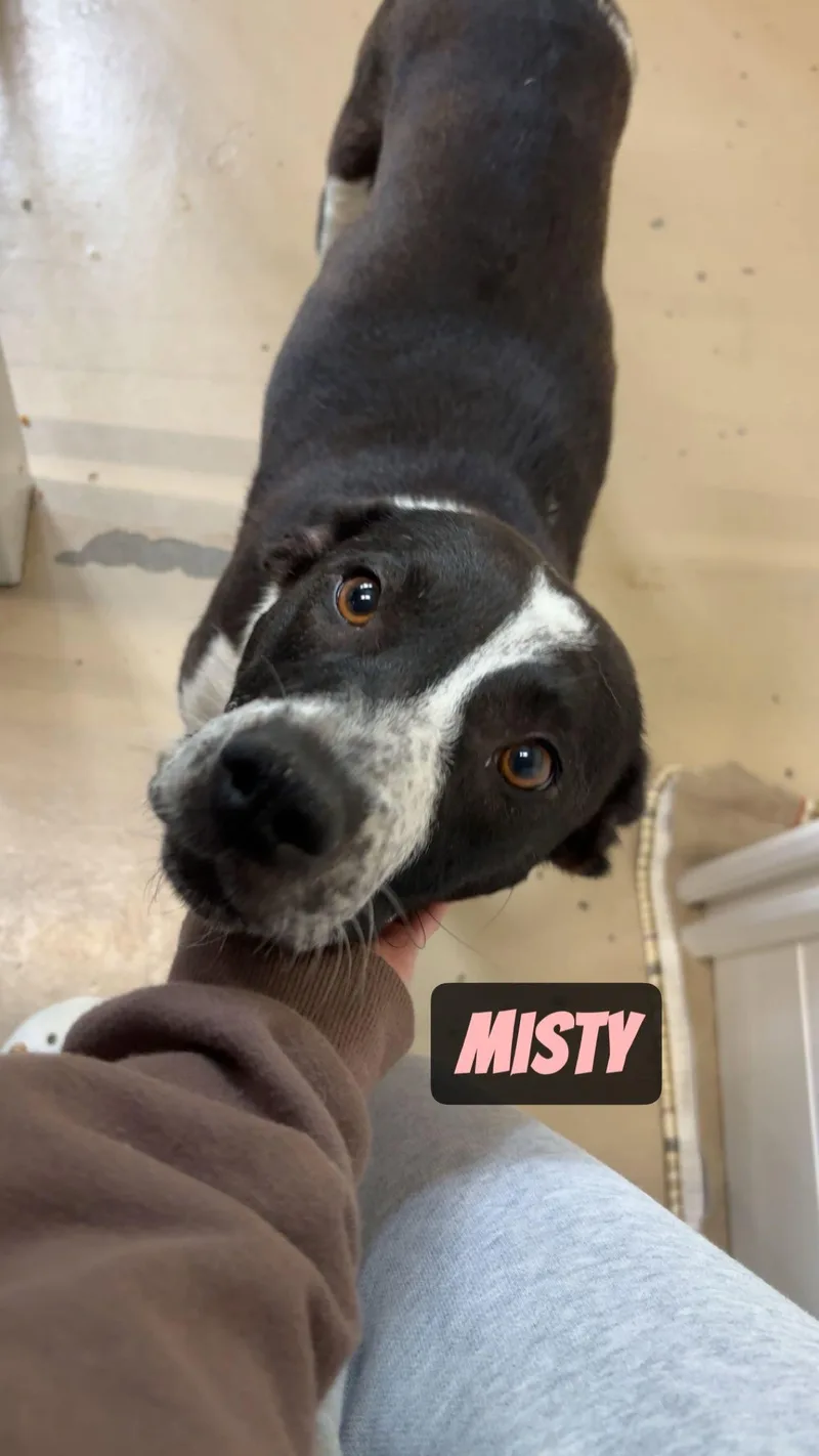 An adult medium-sized female Pit Bull Terrier dog named Misty for adoption in GILBERTS, IL