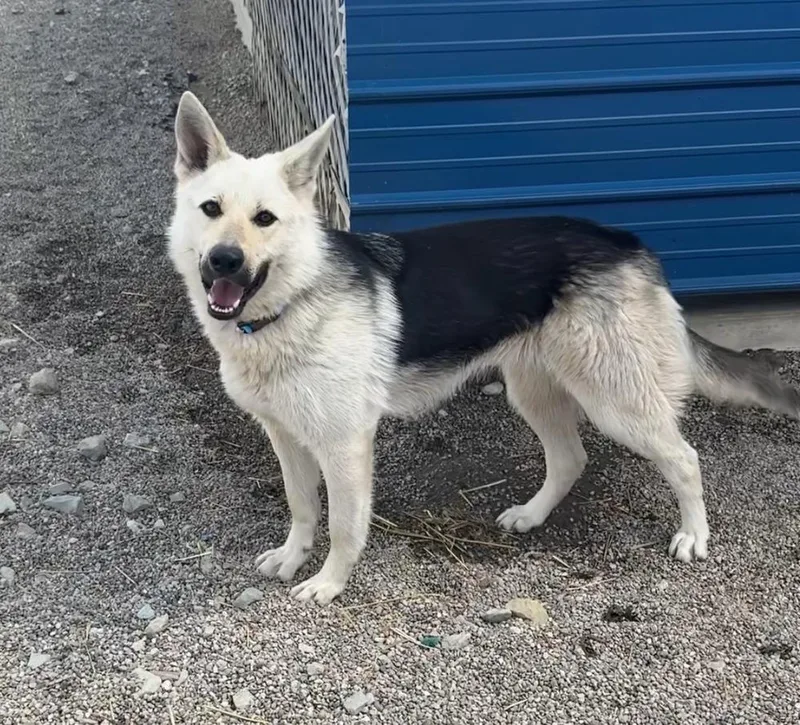 Maya