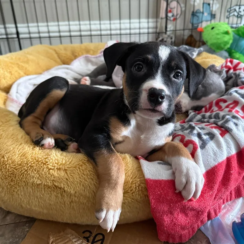 A baby small-sized male Black Mixed Breed dog named Mighty Mint for adoption in Hopkinton, MA