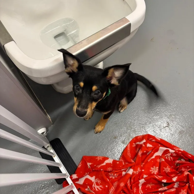 A young small-sized male Black Australian Shepherd dog named Chip Clip for adoption in Austin, TX