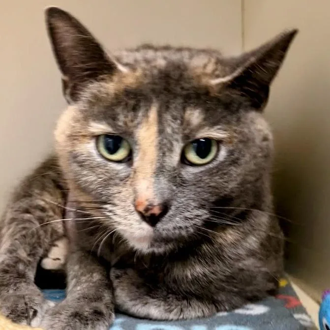 An adult medium-sized female Gray / Blue / Silver Domestic Short Hair cat named Mims for adoption in DeKalb, IL