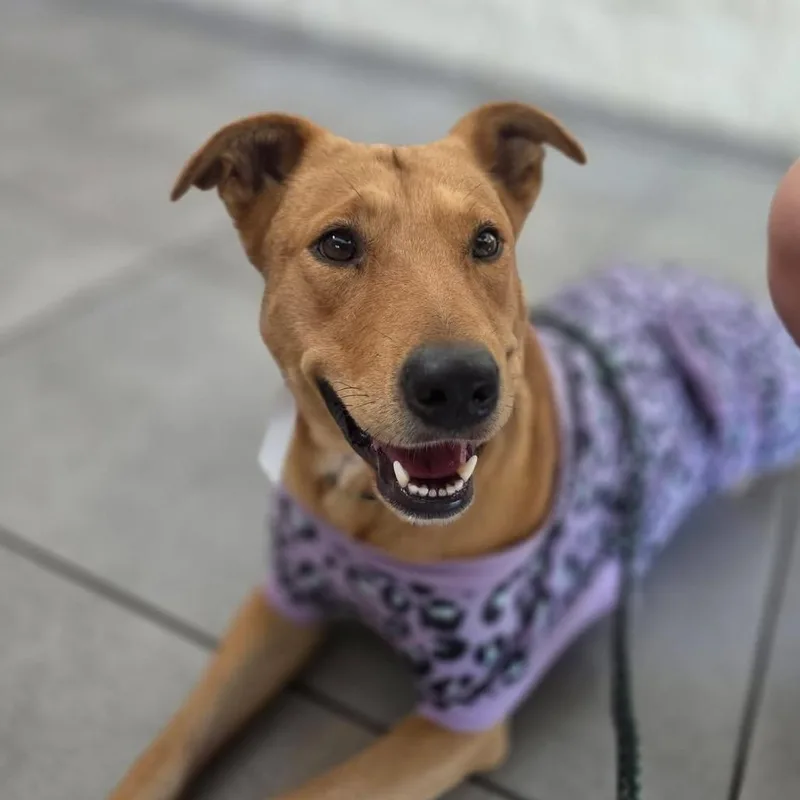 An adult medium-sized female Brown / Chocolate Mixed Breed dog named Suki for adoption in San Antonio, TX