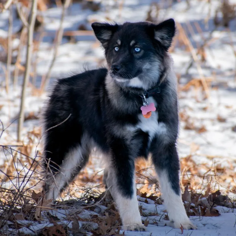 Bette Davis thumbnail 3