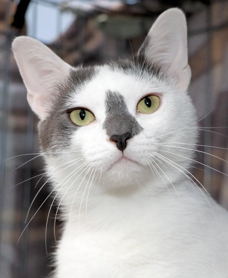 An adult medium-sized male Gray & White Domestic Short Hair cat named Garfunkel for adoption in Cincinnati, OH