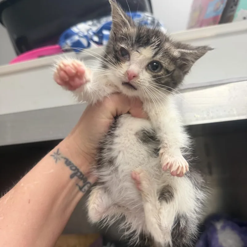 A baby small-sized male White Domestic Short Hair cat named Sir Marquis Meowington for adoption in Richmond, IN