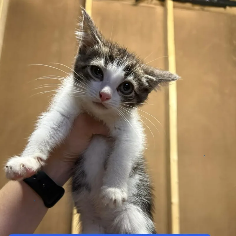 Sir Marquis Meowington thumbnail 2
