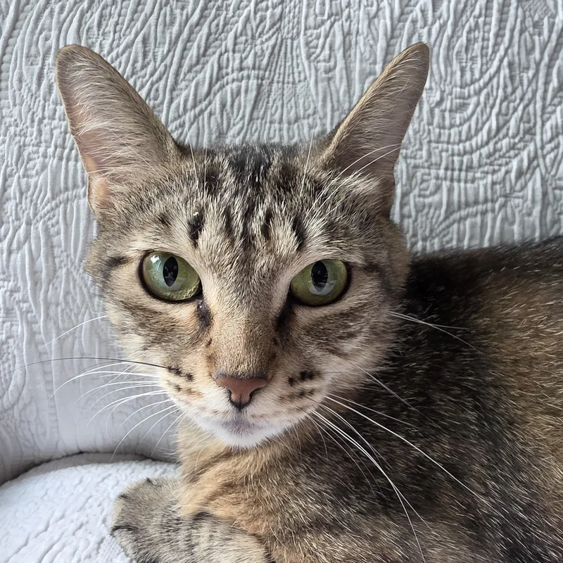 A young medium-sized female Tabby (Brown / Chocolate) Domestic Short Hair cat named Mae for adoption in Saint Paul, MN