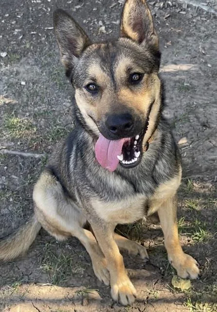 A young medium-sized female German Shepherd Dog dog named Amber for adoption in Riverside, CA