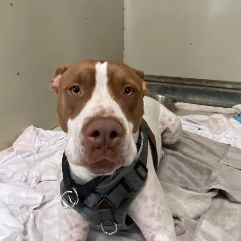 An adult medium-sized male Yellow / Tan / Blond / Fawn Pit Bull Terrier dog named Peanut for adoption in Westminster, CA