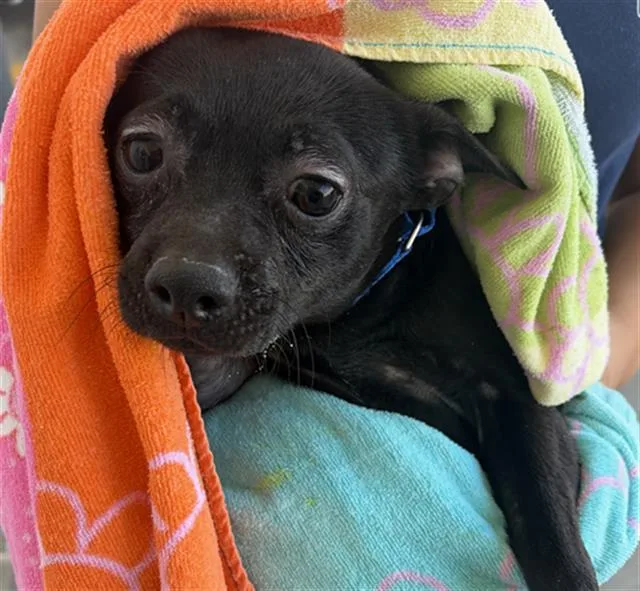 An adult small-sized male Black Chihuahua dog named Boba Urgent for adoption in Thousand Oaks, CA