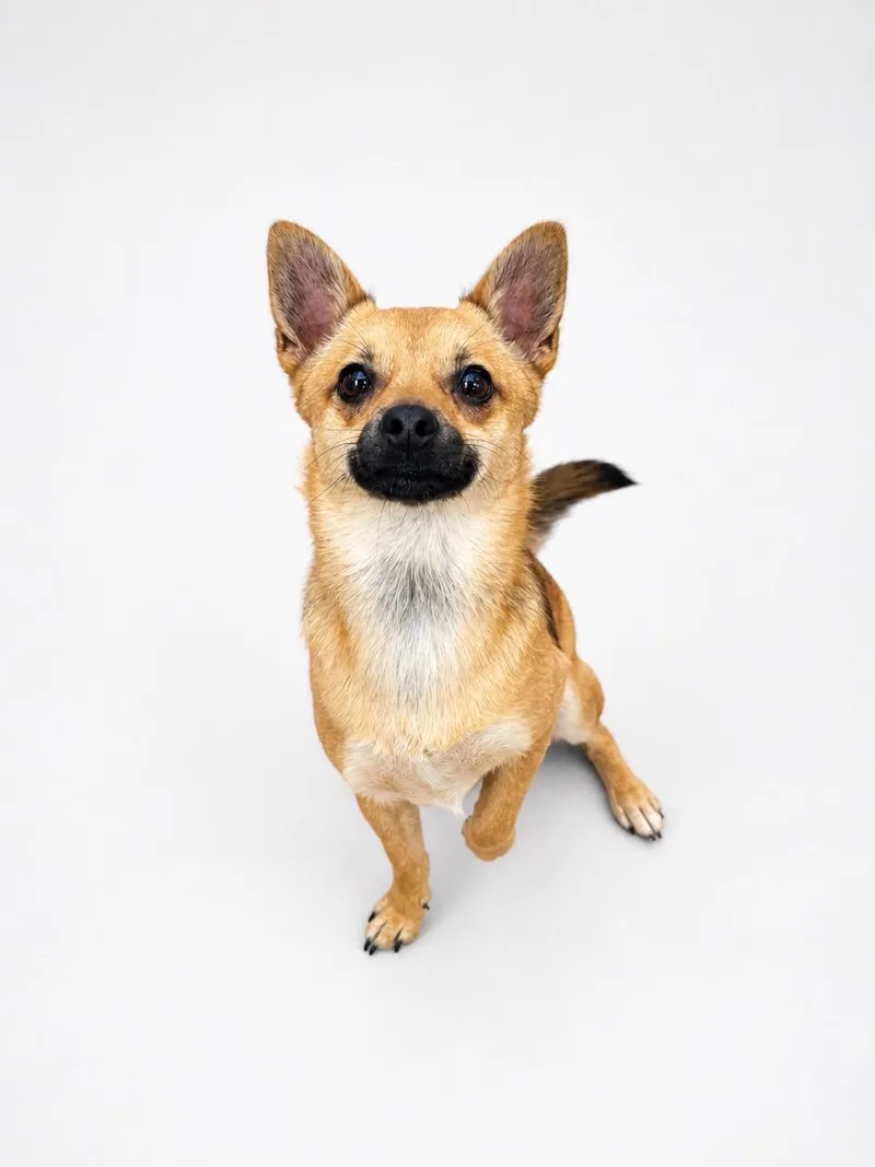 An adult small-sized male Yellow / Tan / Blond / Fawn Chihuahua dog named Fox for adoption in Waldorf, MD