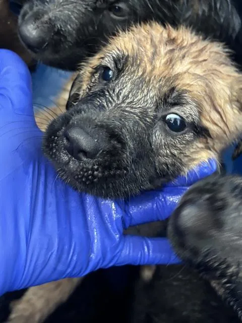 A baby large-sized female Mixed Breed dog named June for adoption in Dallas, TX