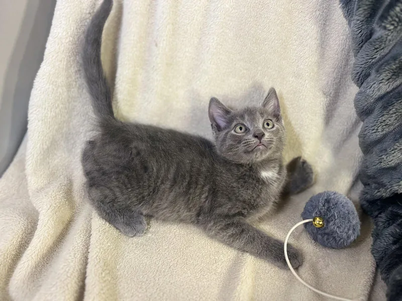 A baby small-sized male Russian Blue cat named Mascot for adoption in Cookeville, TN