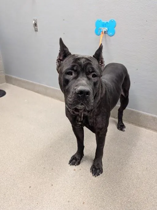 A young extra large-sized female Cane Corso dog named Iris for adoption in Las Vegas, NV