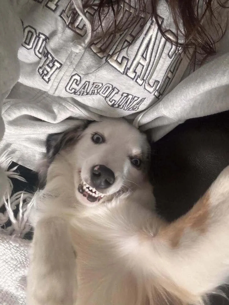 A young medium-sized male Australian Shepherd dog named Comet for adoption in Ontario, CA