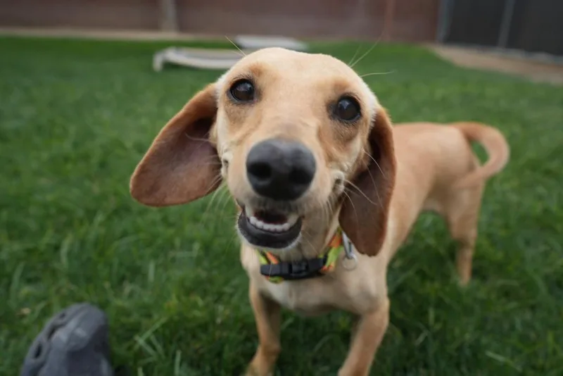 A young small-sized female Dachshund dog named Itsy for adoption in Coachella, CA