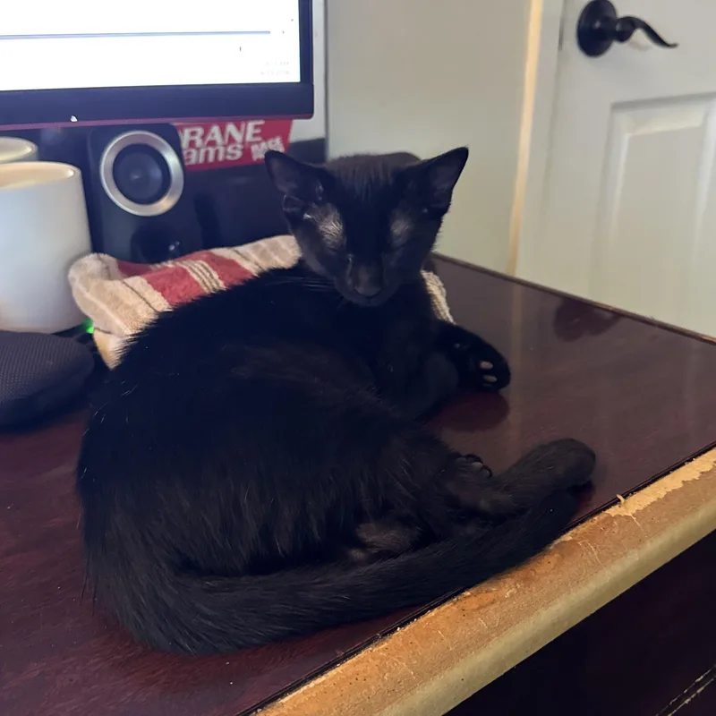 A young medium-sized male Black Domestic Short Hair cat named Jet for adoption in Huffman, TX