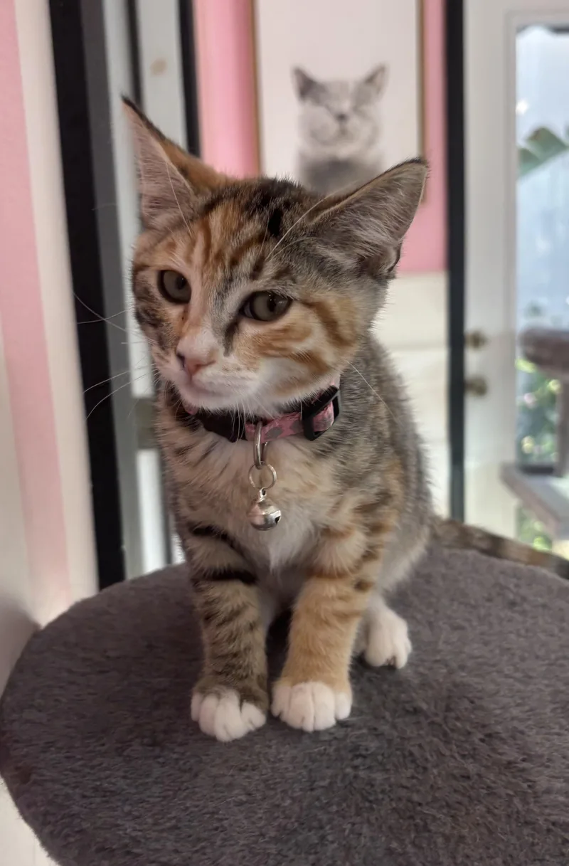 A young small-sized female Calico Domestic Short Hair cat named Cherry for adoption in Whittier, CA