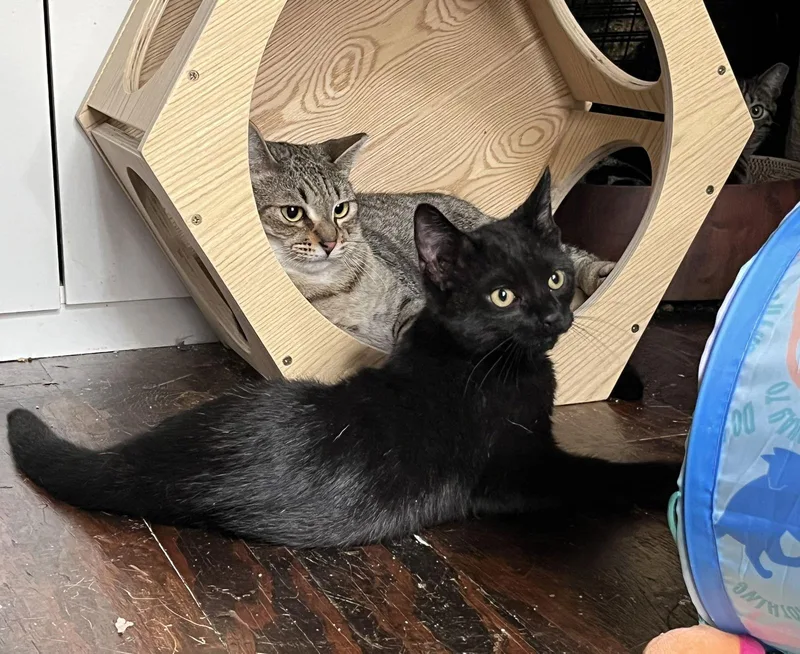 Leviathan thumbnail 2