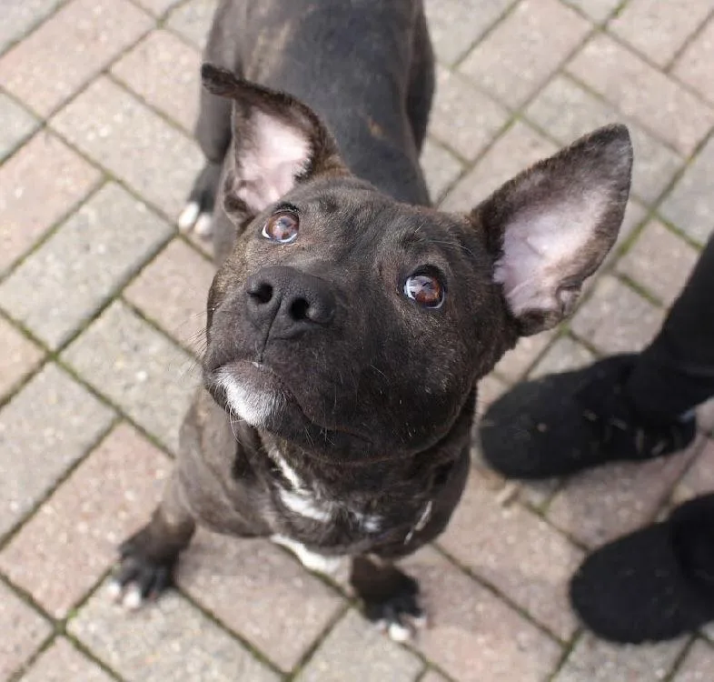 Cv Litter Gilligan thumbnail 2