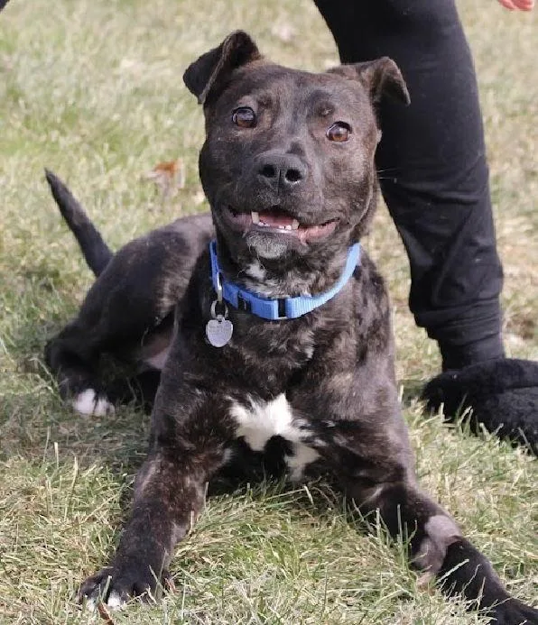 Cv Litter Gilligan thumbnail 3