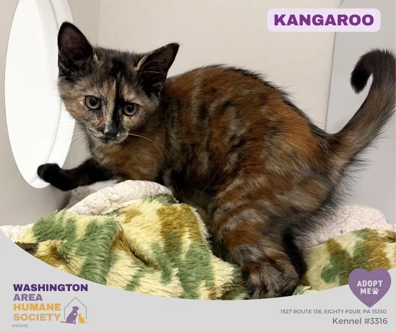 A baby small-sized female Tortoiseshell Domestic Short Hair cat named Kangaroo for adoption in Eighty Four, PA