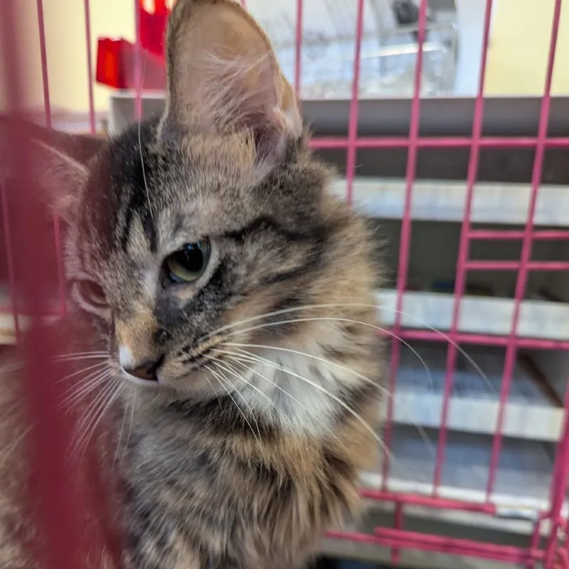 A baby small-sized female Brown / Chocolate Domestic Short Hair cat named Beauregard for adoption in Lynchburg, VA