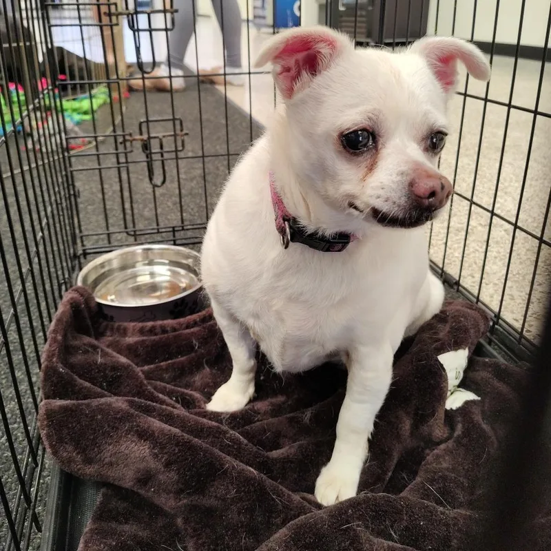A senior small-sized female White / Cream Chihuahua dog named Cuddles for adoption in Coos Bay, OR