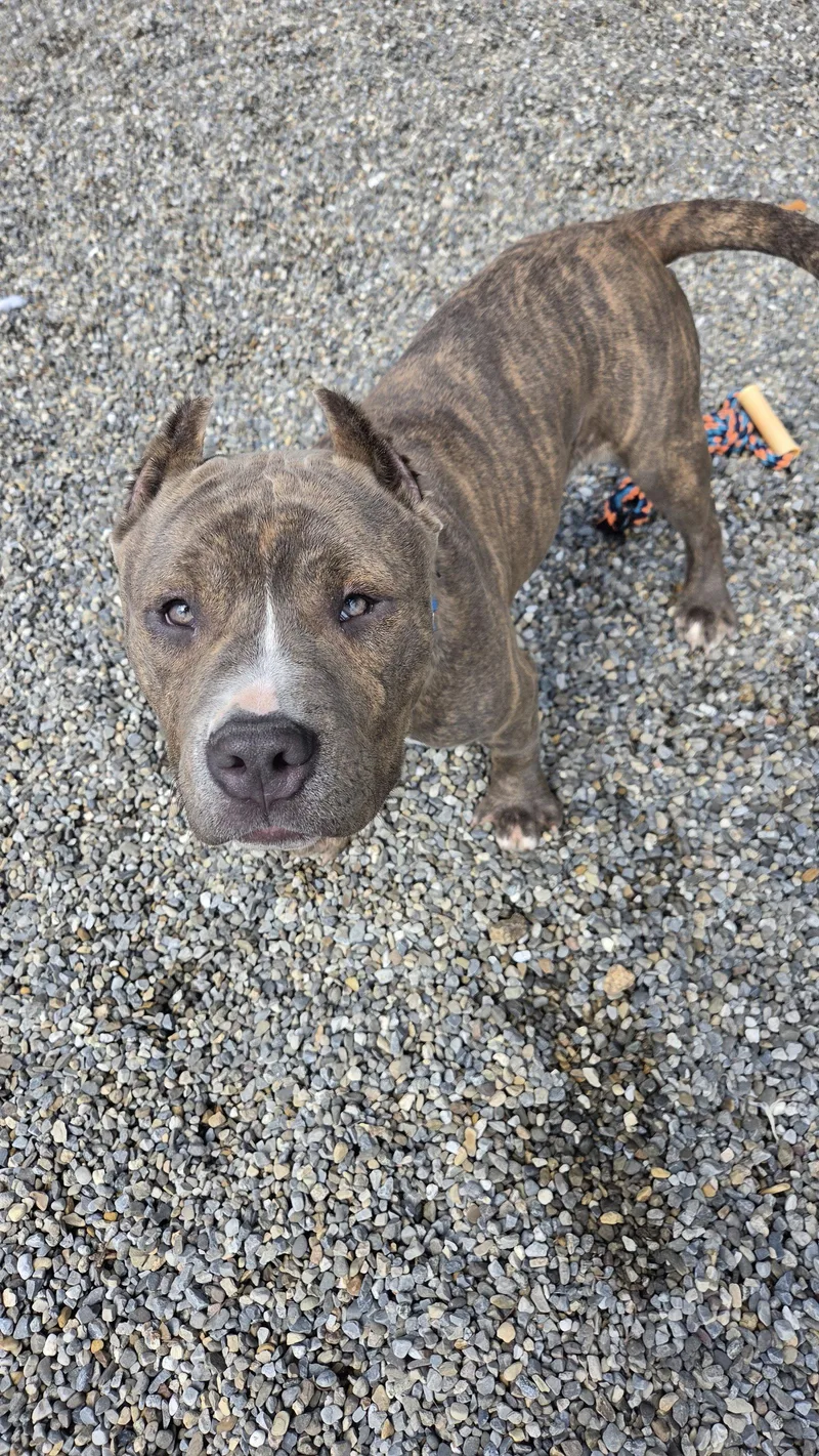 A young medium-sized male Pit Bull Terrier dog named Mushu Athens for adoption in Rockaway, NJ