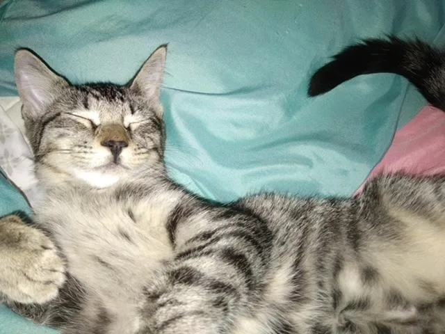 An adult medium-sized female Gray & White Domestic Short Hair cat named Bali for adoption in Covington, LA