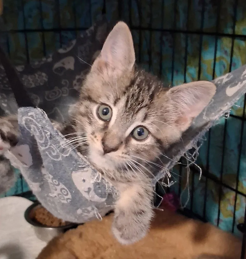 A young medium-sized female Domestic Short Hair cat named Popov for adoption in Satellite Beach, FL