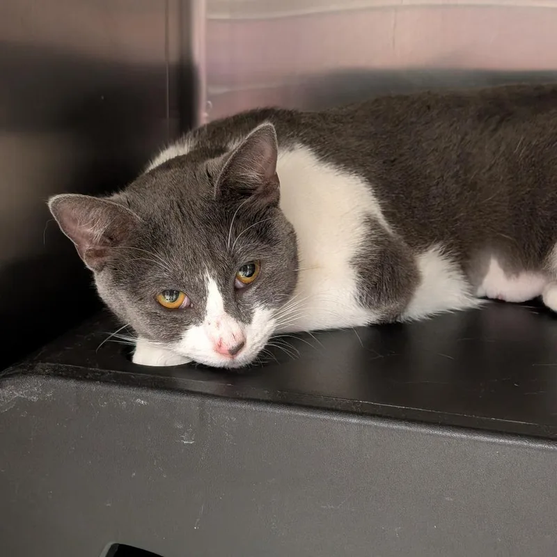 An adult medium-sized female Gray / Blue / Silver Domestic Short Hair cat named Stevie for adoption in Titusville, FL