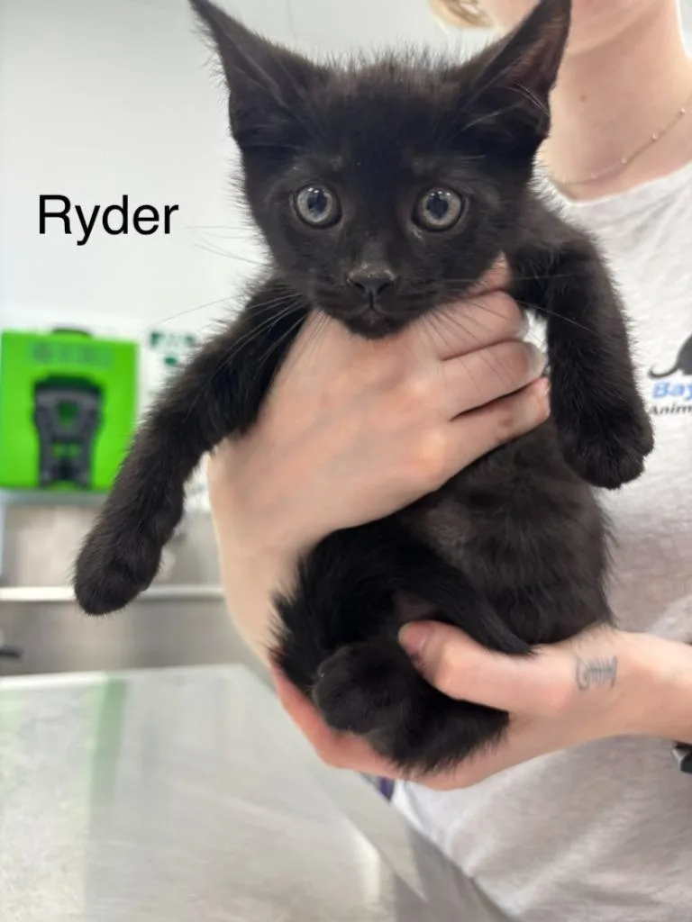 A baby small-sized male Domestic Short Hair cat named Ryder for adoption in Cambridge, MD
