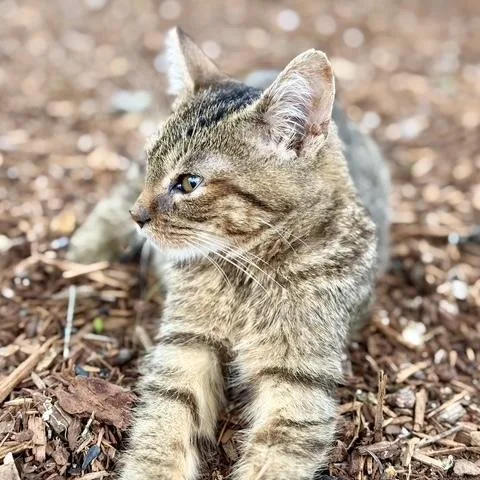 A baby medium-sized male Tabby (Brown / Chocolate) Domestic Short Hair cat named Sir Yeety Bibble III for adoption in Portland, OR