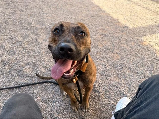 An adult large-sized female Plott Hound dog named Mable for adoption in Mesa, AZ
