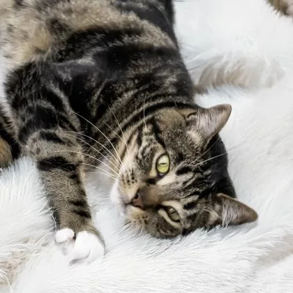 An adult medium-sized female Domestic Short Hair cat named Phoebe for adoption in Camano Island, WA