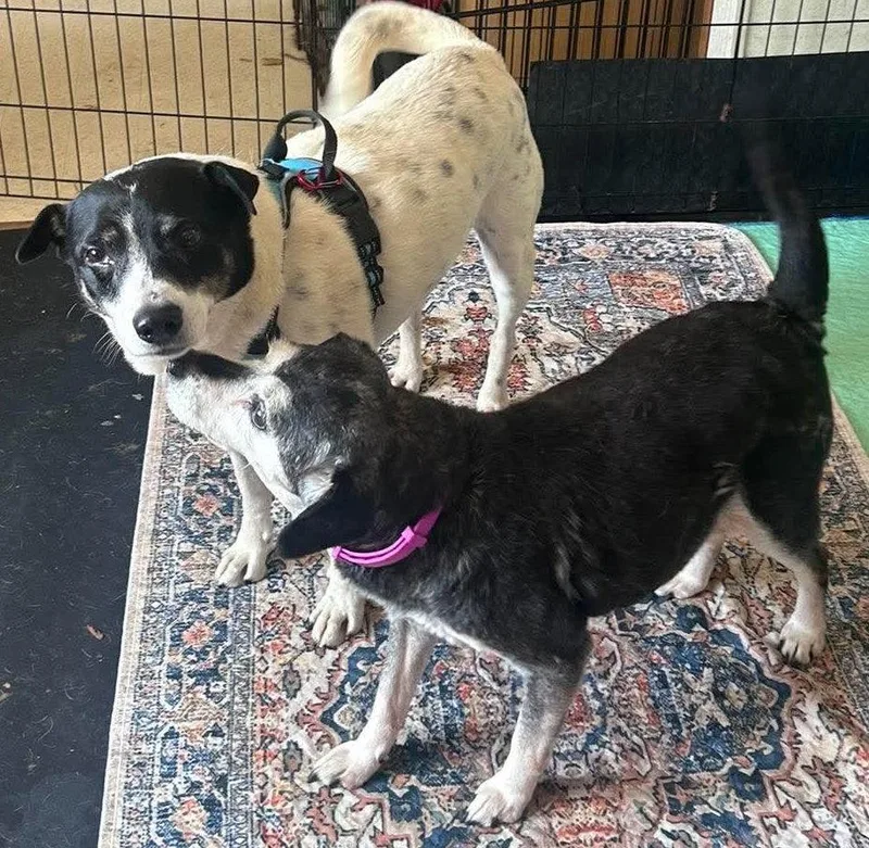 An adult medium-sized male Terrier dog named Zane for adoption in Ceres, VA