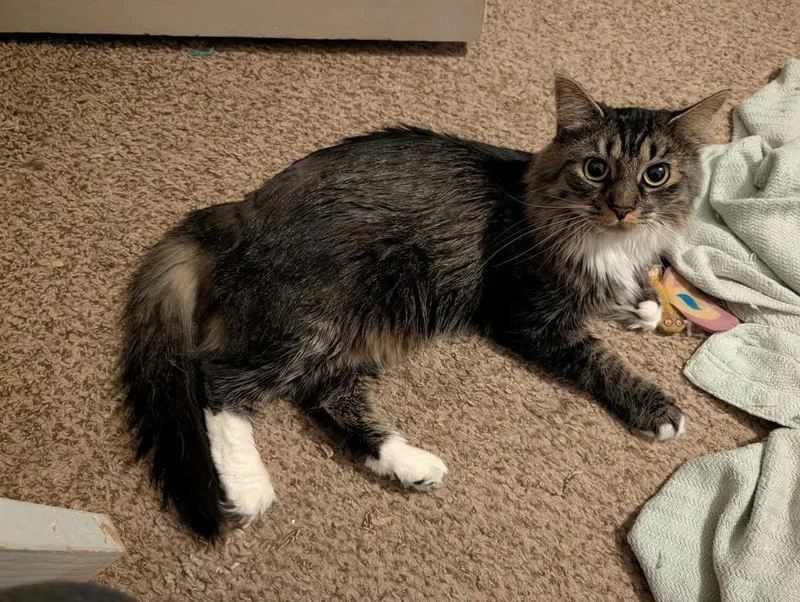 An adult medium-sized female Tabby (Brown / Chocolate) Domestic Long Hair cat named Suzy for adoption in Kalamazoo, MI