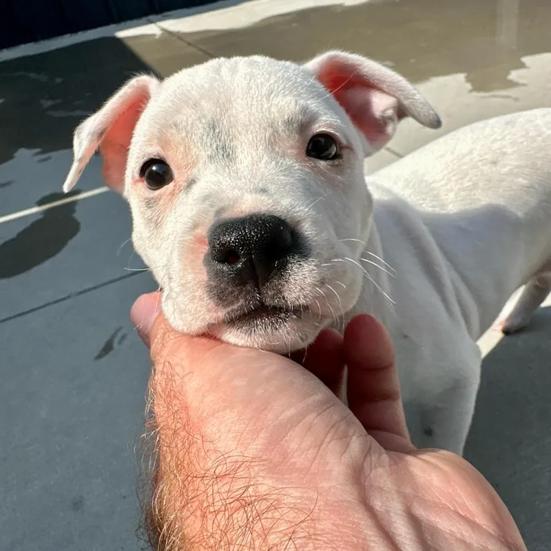 A baby small-sized female White / Cream Mixed Breed dog named Supergirl for adoption in Matteson, IL