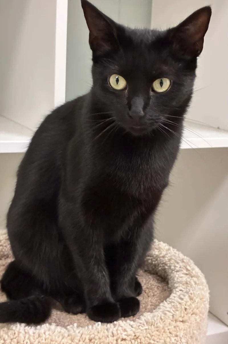 A young medium-sized female Domestic Short Hair cat named Aurora for adoption in Millington, TN
